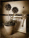 Prickle Pots